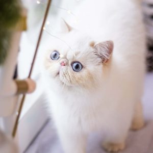 Profilkép kiválasztása