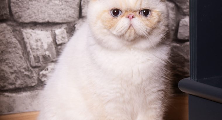 Red Lynx Point exo eladò