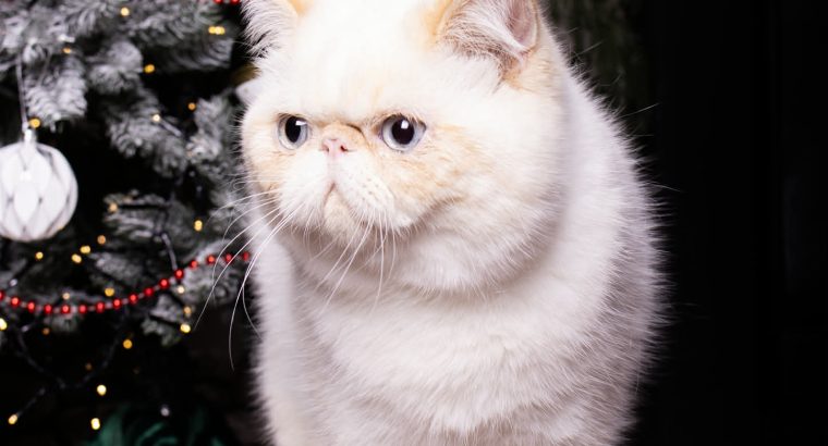 Red Lynx Point exo eladò