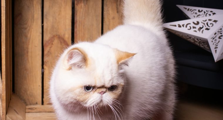 Red Lynx Point exo eladò