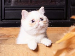 Red Lynx point exo kislâny eladò