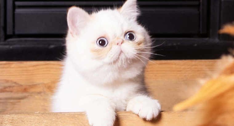 Red Lynx point exo kislâny eladò