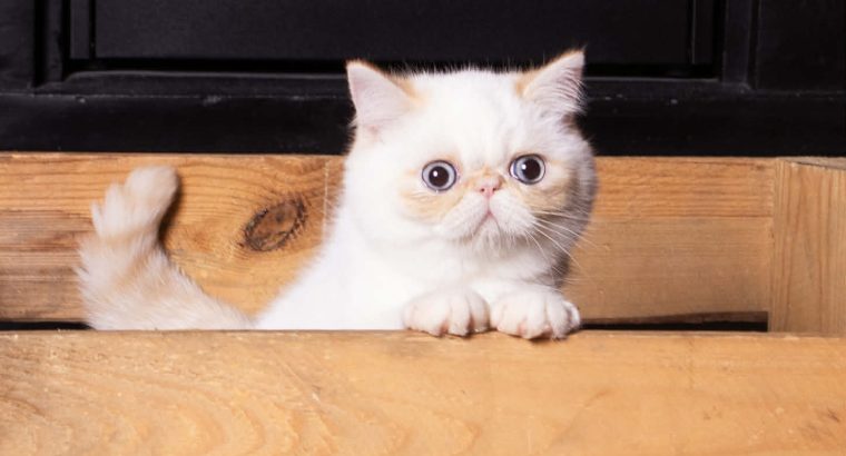 Red Lynx point exo kislâny eladò