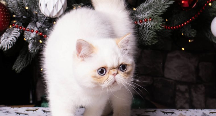 Red Lynx point exo kislâny eladò