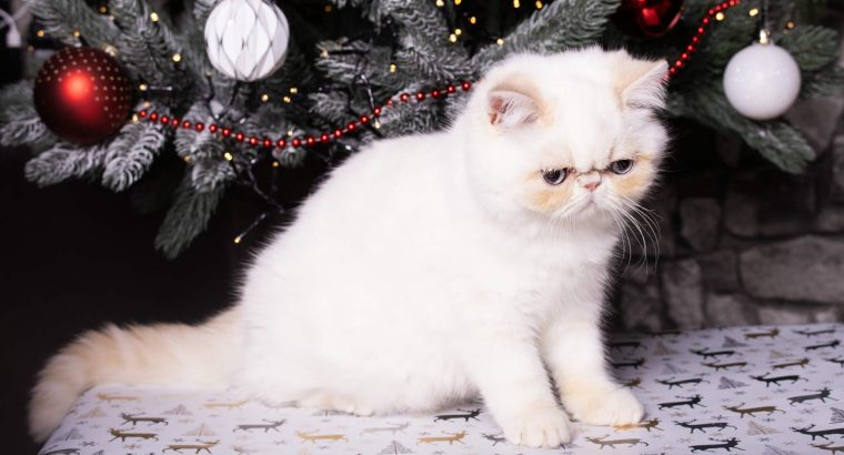 Red Lynx point exo kislâny eladò