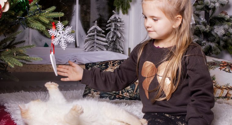 Red Lynx point exo kislâny eladò