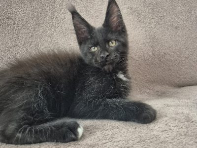 Zaka’s Pearl Freddy