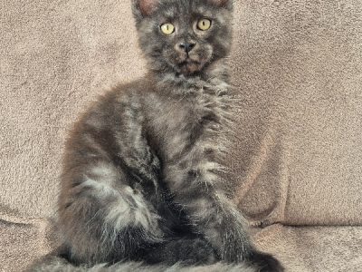 Zaka’s Pearl Frodo