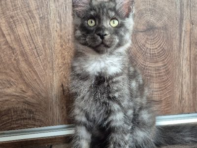 Zaka’s Pearl Floyd