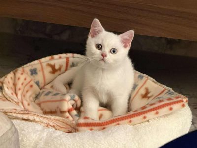 Hófehér felemás szemű kandúr