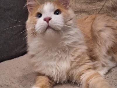 Quinton kék szemű fiúcska