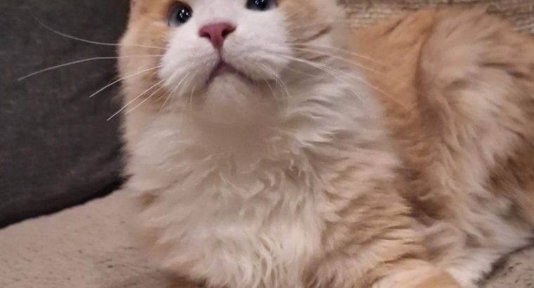 Quinton kék szemű fiúcska