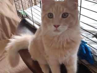 Unikum,mert ő unikális