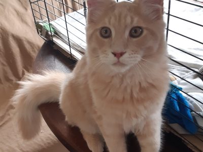 Unikum,mert ő unikális