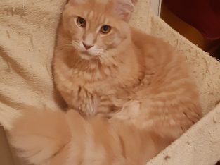 Unikum,mert ő unikális