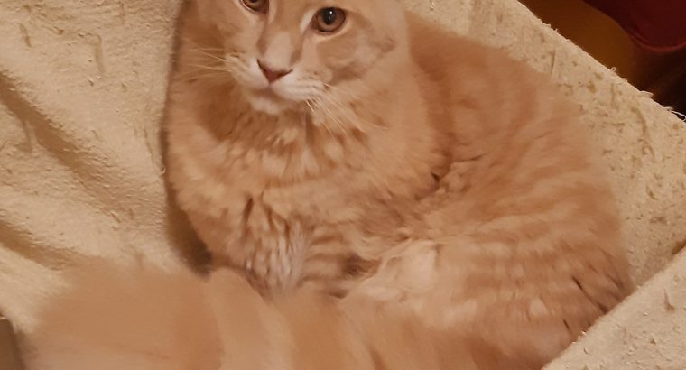 Unikum,mert ő unikális