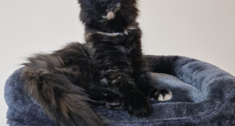 Royal Enigma Coons Astra