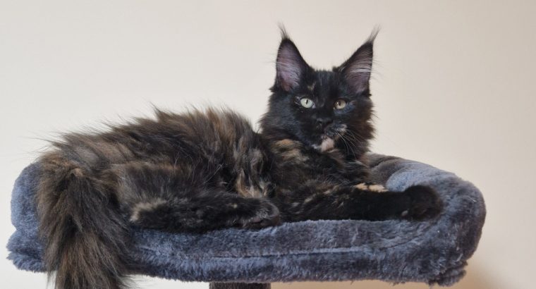 Royal Enigma Coons Astra