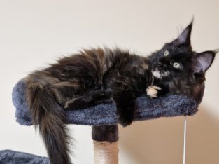 Royal Enigma Coons Astra