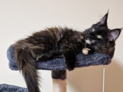 Royal Enigma Coons Astra