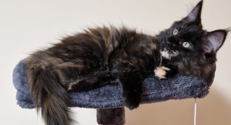 Royal Enigma Coons Astra