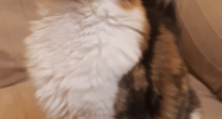 Van Gogh keresi új otthonát