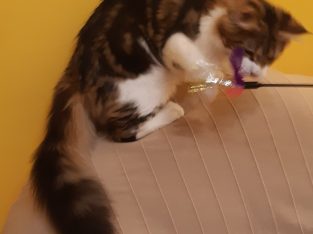 Van Gogh keresi új otthonát