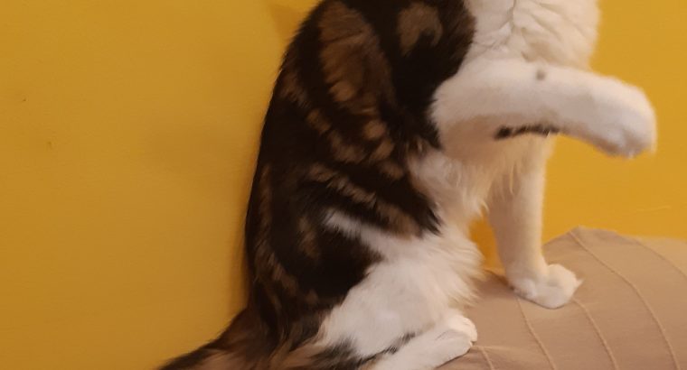 Van Gogh keresi új otthonát