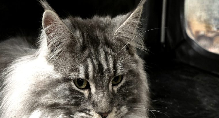 Maine Coon Best in Show nőstény