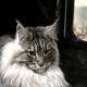 Maine Coon Best in Show nőstény