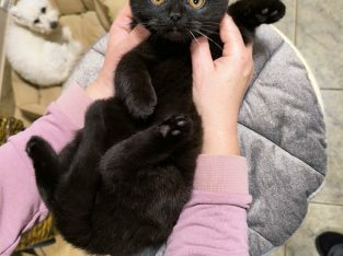 Ünnepek után nálad cukiskodhatom