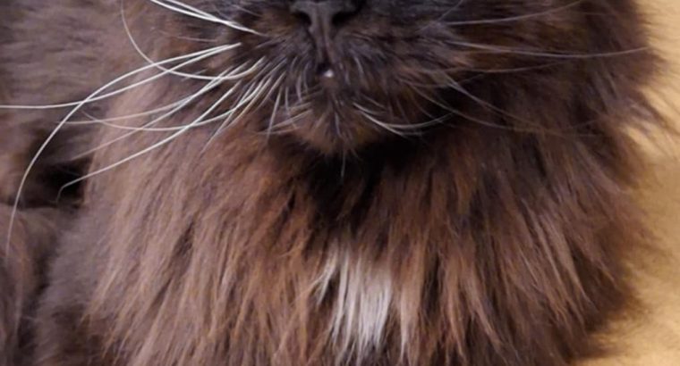 Felicity felemás szemű bújós lány