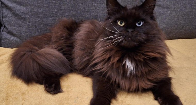 Felicity felemás szemű bújós lány