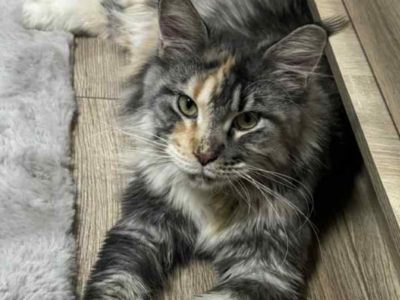 Eloise a masszőr lány