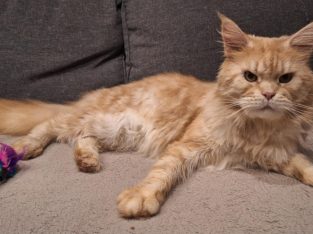 Asterix – bajnok kandúr