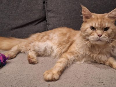 Asterix – bajnok kandúr