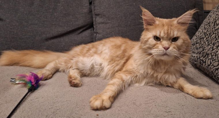 Asterix – bajnok kandúr