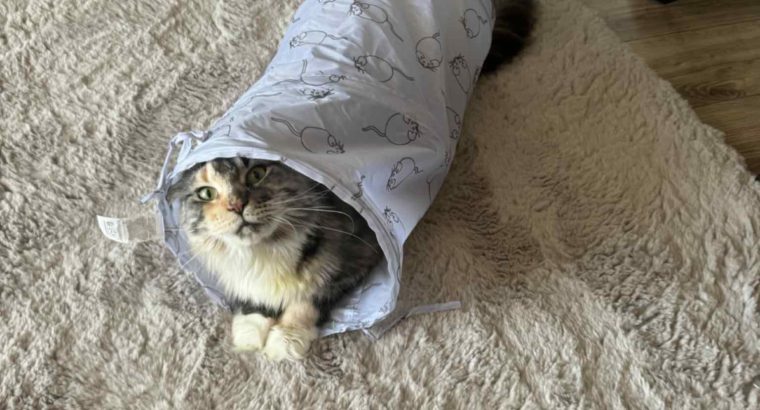 Eloise a masszőr lány