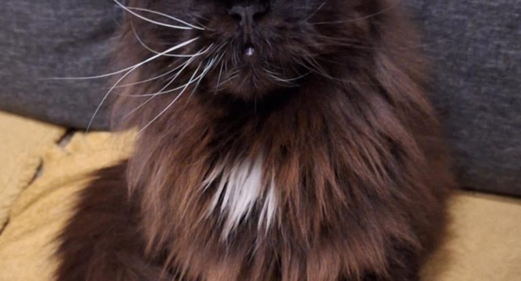 Felicity felemás szemű bújós lány