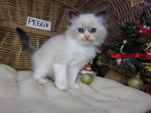 Peggy a nagyon cuki!😍💖😍 Ragdoll