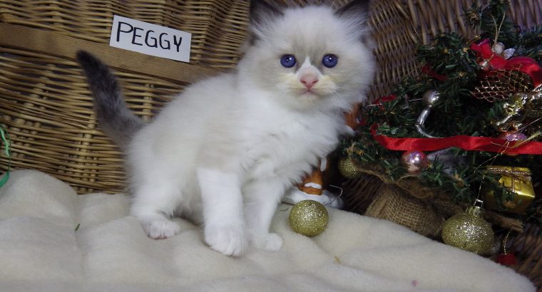 Peggy a nagyon cuki!😍💖😍 Ragdoll
