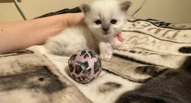 Birman nőstény – Ulara 🥰