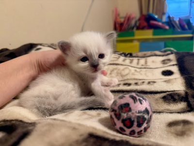 Birman nőstény – Ulara 🥰