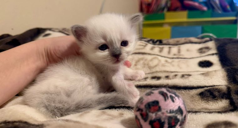 Birman nőstény – Ulara 🥰