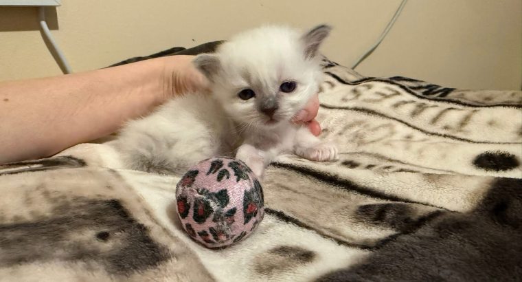 Birman nőstény – Ulara 🥰