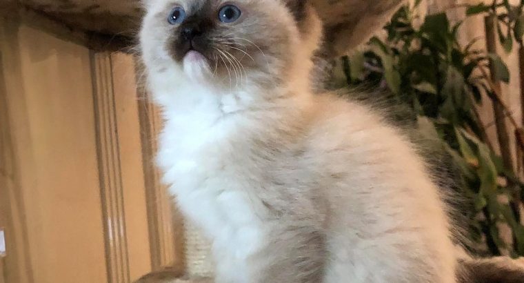 Seal Point Mitted kandúrka