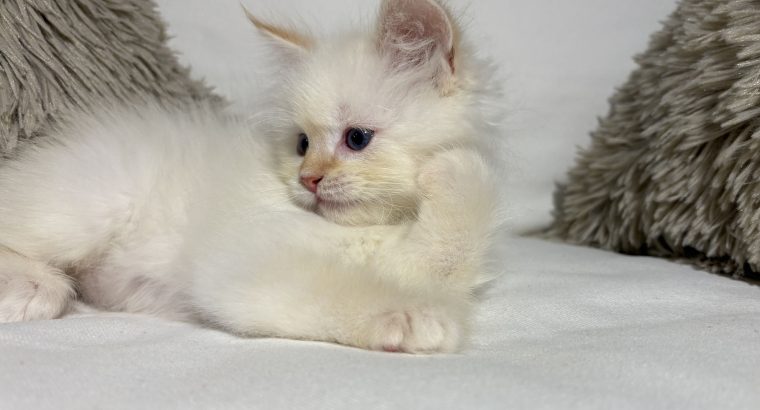 Gary, a neva kiskandúr