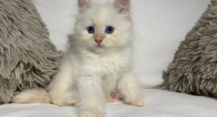 Gary, a neva kiskandúr