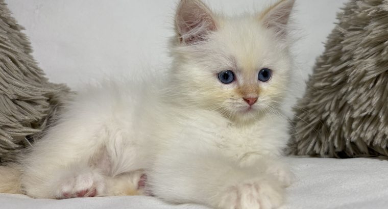 Gary, a neva kiskandúr