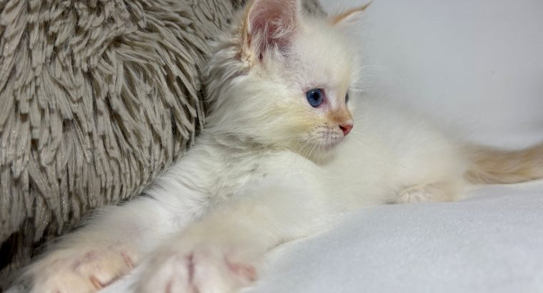 Gary, a neva kiskandúr